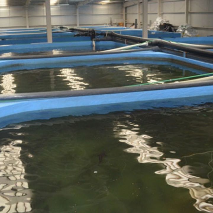 Modernization of sturgeon recirculating aquaculture farm, Georgia, Batumi