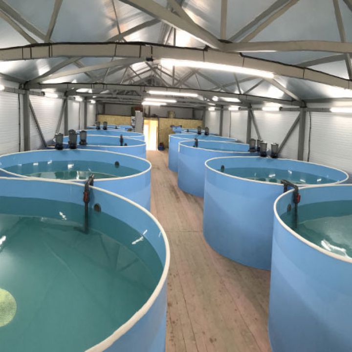Sturgeon recirculating aquaculture farm, Kostroma region, Russia