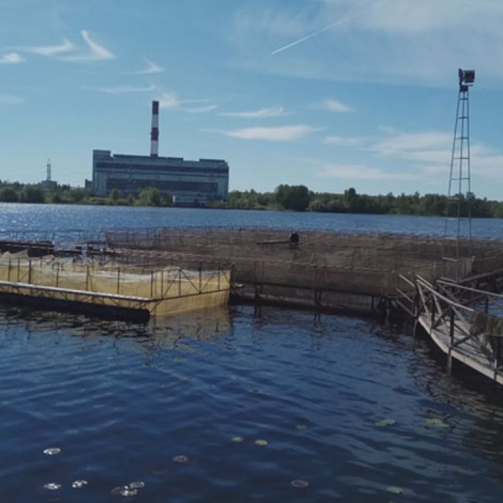 Sturgeon recirculating aquaculture farm, Smolensk region, Russia